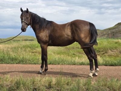 Mia Cobalt Drift JW <BR> AQHA 6370892